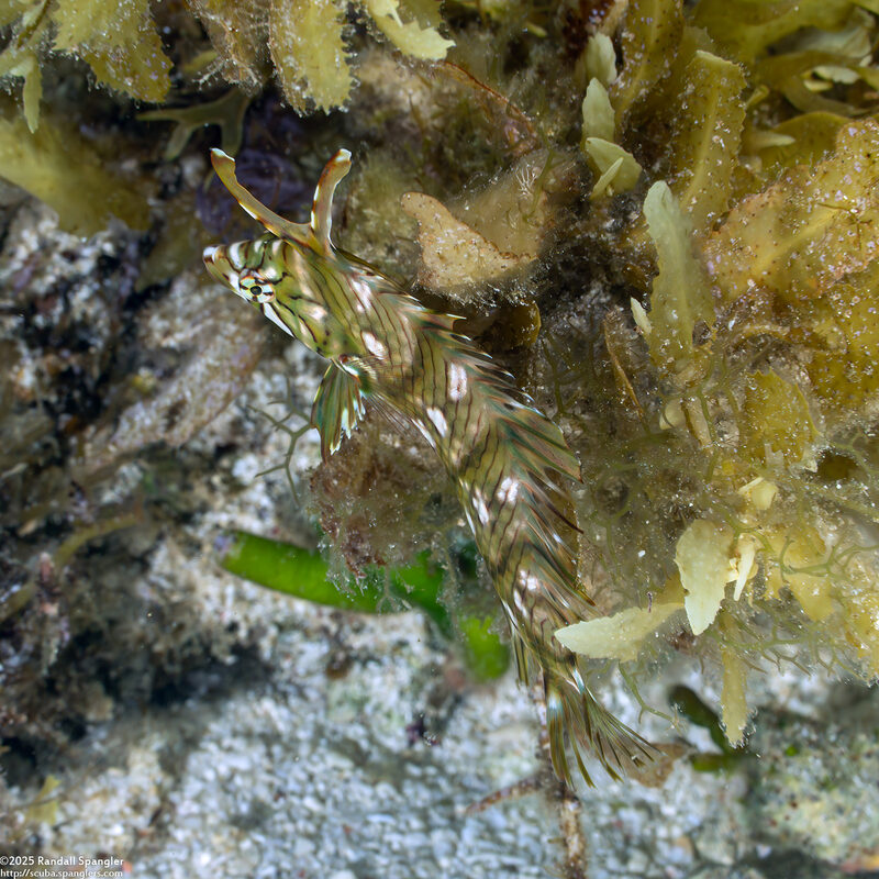 Novaculichthys taeniourus (Rockmover Wrasse)