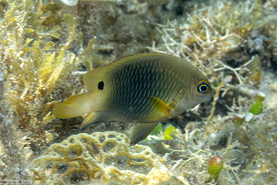 Chrysiptera unimaculata (Onespot Damselfish)