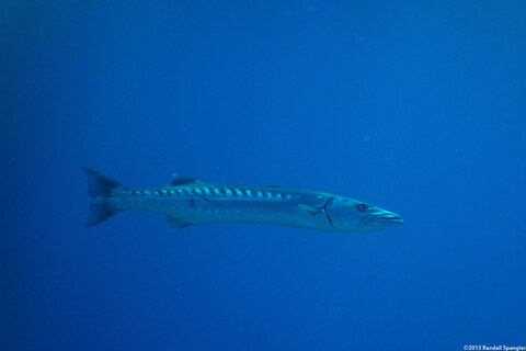 Sphyraena barracuda (Great Barracuda)
