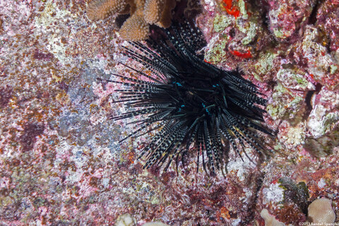 Echinothrix calamaris (Double-Spined Urchin)