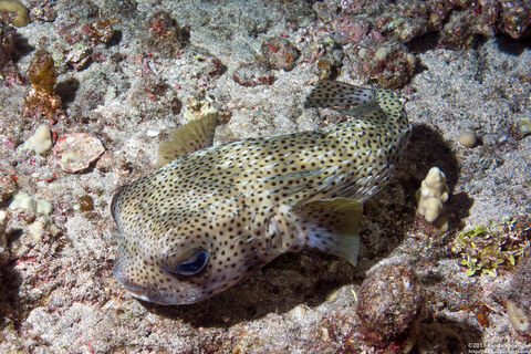 Diodon hystrix (Porcupinefish)