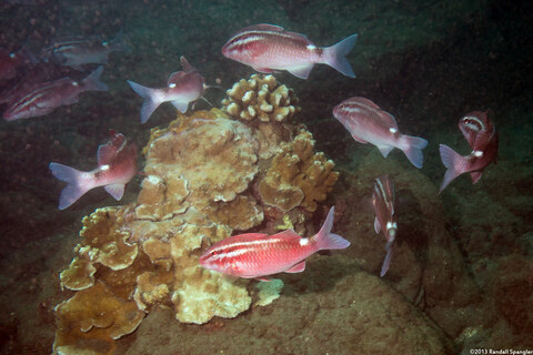 Parupeneus porphyreus (Whitesaddle Goatfish)