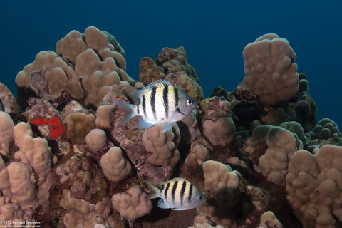 Abudefduf abdominalis (Hawaiian Sergeant)