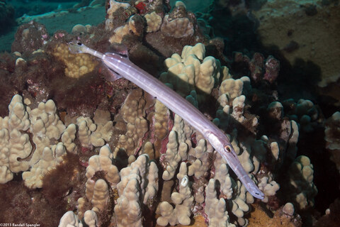 Aulostomus chinensis (Trumpetfish)