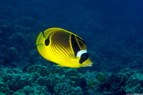 Chaetodon lunula (Raccoon Butterflyfish)