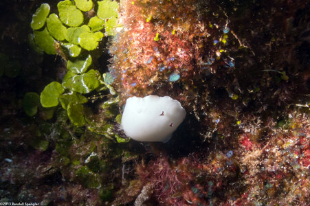 Hiatodoris fellowsi (Fellows' Nudibranch)