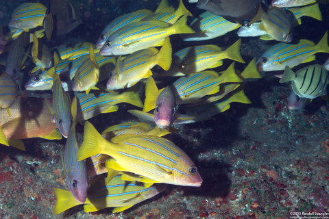 Lutjanus kasmira (Bluestripe Snapper)