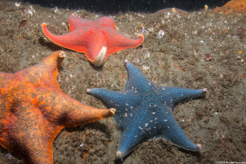 Patiria miniata (Bat Star)