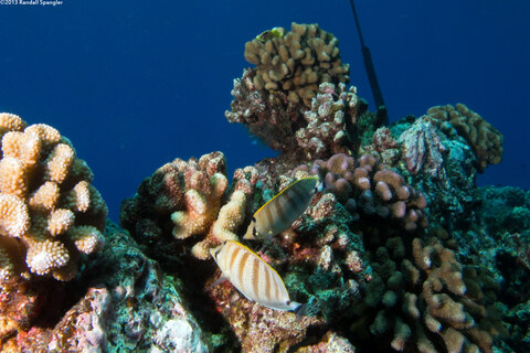 Chaetodon multicinctus (Multiband Butterflyfish)