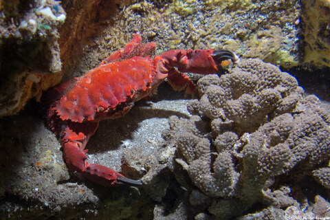 Etisus splendidus (Splendid Red Spooner Crab)
