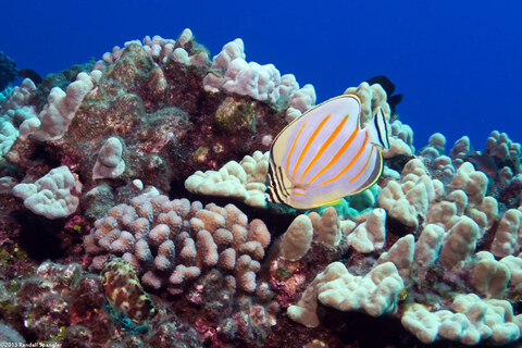 Chaetodon ornatissimus (Ornate Butterflyfish)