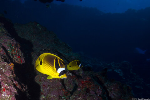 Chaetodon lunula (Raccoon Butterflyfish)
