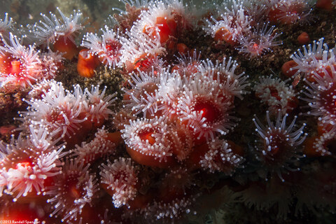 Corynactis californica (Club-Tipped Anemone)