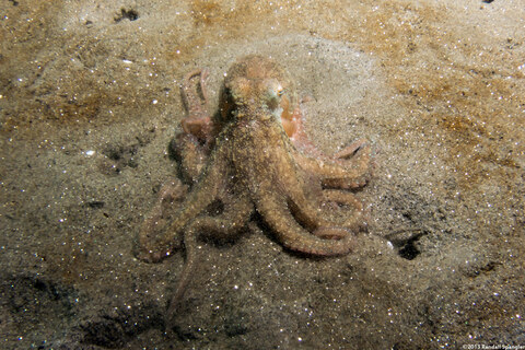 Octopus rubescens (Red Octopus)