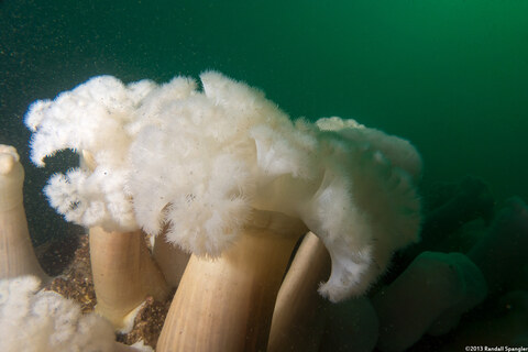 Metridium farcimen (White-Plumed Anemone)