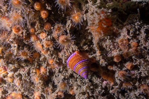 Calliostoma annulatum (Blue-Ring Top Snail)