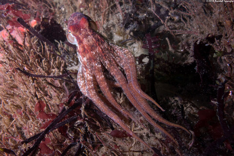 Octopus rubescens (Red Octopus)