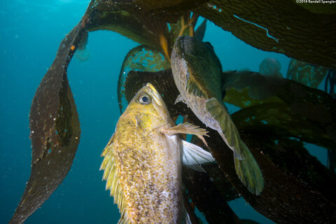Sebastes atrovirens (Kelp Rockfish)