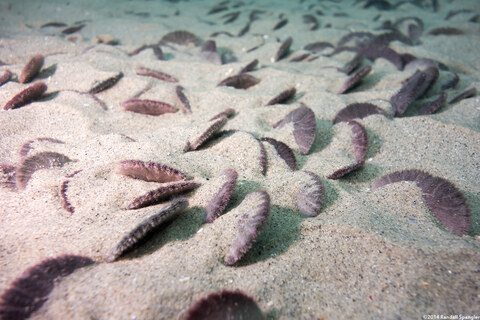 Dendraster excentricus (Sand Dollar)