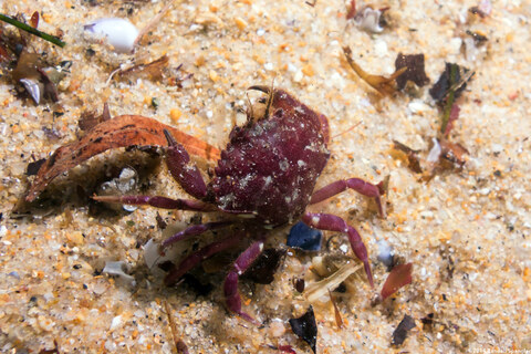 Romaleon antennarium (Pacific Rock Crab)