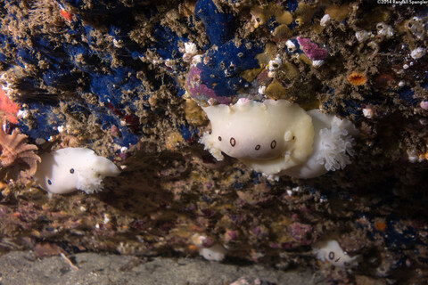 Diaulula sandiegensis (San Diego Dorid)