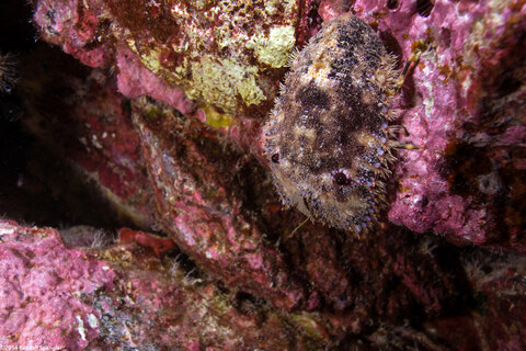 Parribacus antarcticus (Sculptured Slipper Lobster)