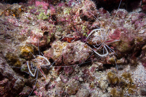 Stenopus pyrsonotus (Flameback Coral Shrimp)