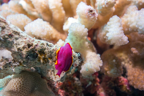 Pseudoceros ferrugineus (Fuchsia Flatworm)