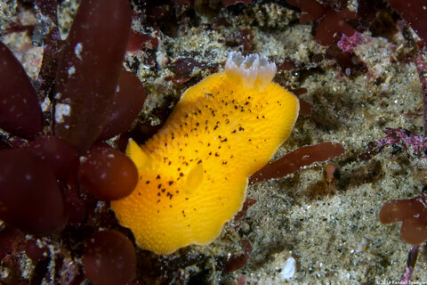 Peltodoris nobilis (Sea Lemon)