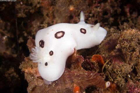 Diaulula sandiegensis (San Diego Dorid)