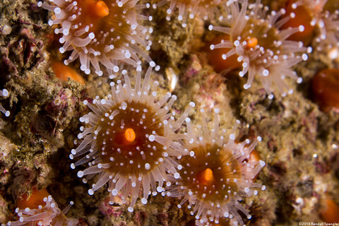 Corynactis californica (Club-Tipped Anemone)