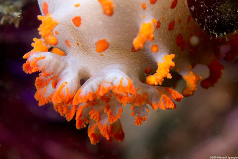 Album cover photo for San Carlos Beach - March 2014