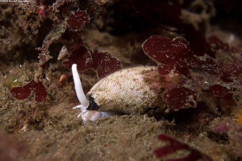 Atrimitra idae (Ida's Miter)