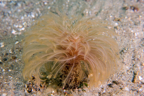 Eudistylia polymorpha (Feather Duster Worm)