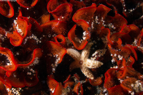 Pisaster ochraceus (Ochre Star)