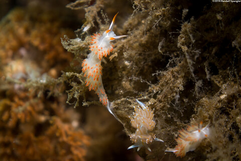 Coryphella trilineata (Three-Lined Aeolid)