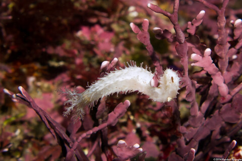 Pseudocnus lubricus (Fisher's Sea Cucumber)