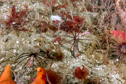 Praxillura maculata (Windmill Worm); Worms out feeding on their mucus nets