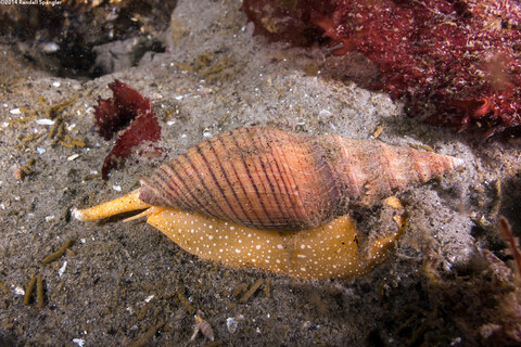 Megasurcula carpenteriana (Carpenter's Turrid)