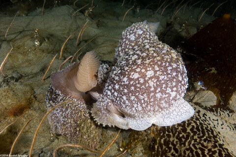 Pleurobranchaea californica (California Sidegill)