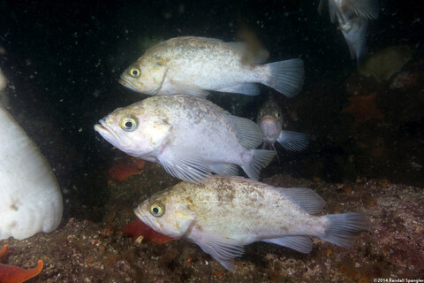 Sebastes atrovirens (Kelp Rockfish)