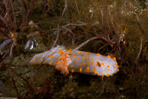 Triopha catalinae (Catalina Triopha)