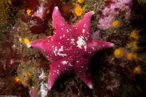 Patiria miniata (Bat Star)