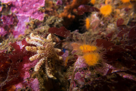 Balanophyllia elegans (Orange Cup Coral)