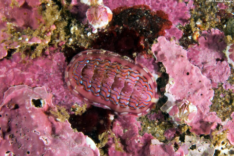 Tonicella lokii (Flame Lined Chiton)