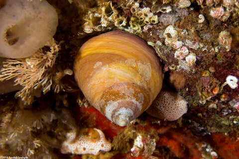 Tegula pulligo (Brown Turban Snail)