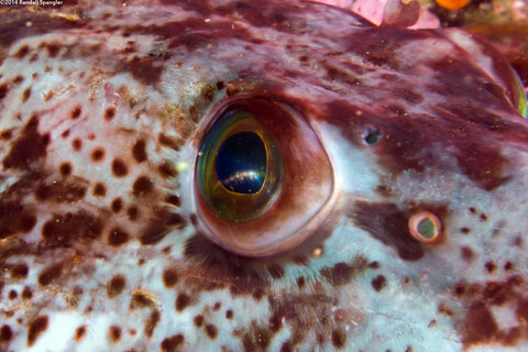 Ophiodon elongatus (Lingcod)