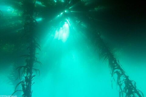 Macrocystis pyrifera (Giant Kelp)