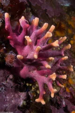 Stylaster californicus (California Hydrocoral)