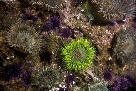 Anthopleura sola (Sunburst Anemone)